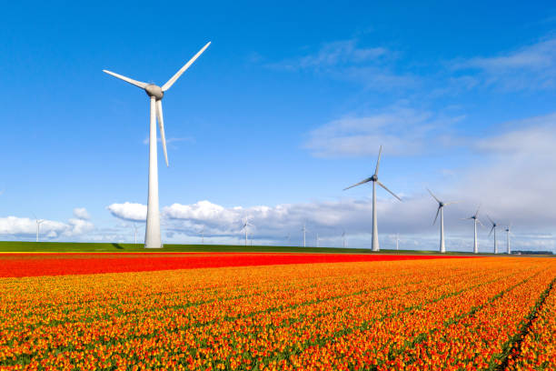 Colorful tulip fields stretch across the landscape, creating a stunning contrast against the tall windmills and clear sky. windmill park Westermeerdijk in the Netherlands