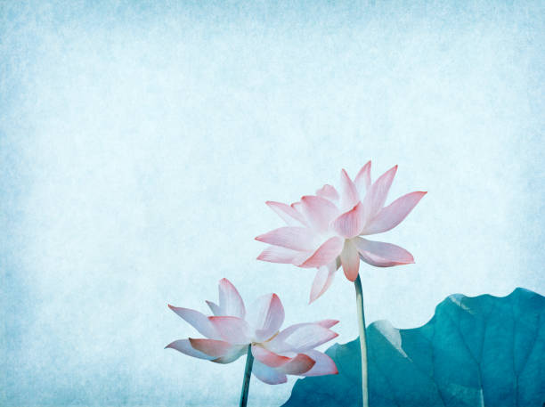 istock Lotus on old paper background 2165482483