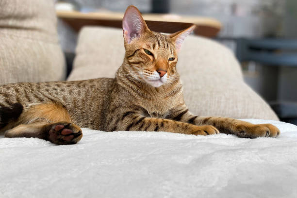 istock a beautiful oriental cat lying quietly on the bedspread. 2165482846