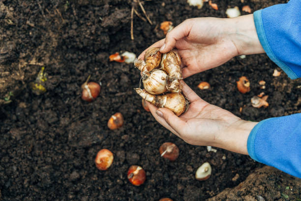istock hands holding daffodil bulbs before planting in the ground 2165483694