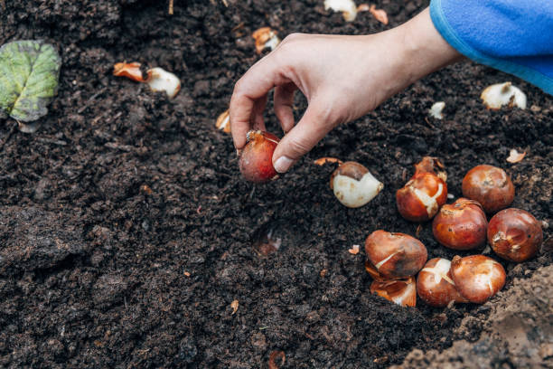 istock hands holding tulip bulbs before planting them in the ground 2165483757