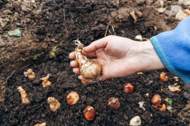 istock hands holding daffodil bulbs before planting in the ground 2165483787