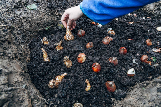istock hands holding daffodil bulbs before planting in the ground 2165483822