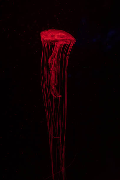 istock Fluorescent jellyfish swimming underwater aquarium pool with red neon light. 2165484019