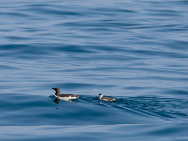 istock Guillemot, Uria aalge 2165484096