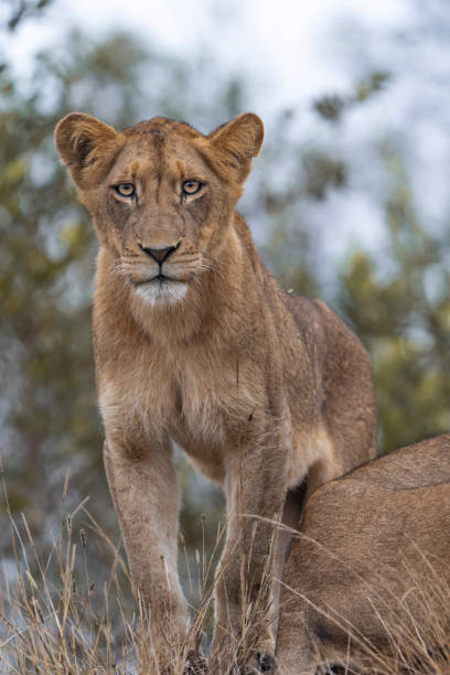 istock A young lion cub stands atop a termite mound looking down. 2165484428