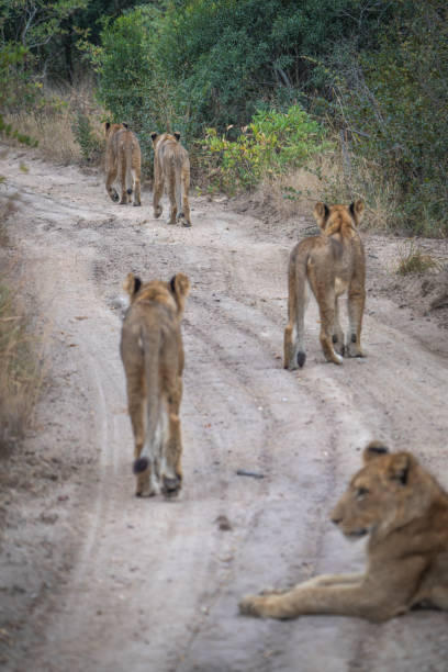 istock A pride of lions walking down a dirt road, 2165485037
