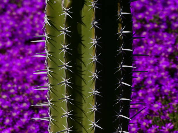 Cacti and drosanthemum hispidum : Arboretum, Canet-en-Roussillon (Pyrénées Orientales)