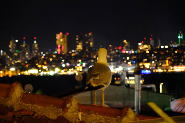 A white seagull on the rooftop of a building is watching the Bosphorus view. City lights and plazas are visible in the background. Istanbul Türkiye