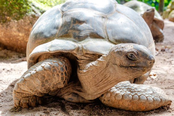istock A giant tortoise basks in the sun, its wrinkled skin and textured shell 2165488815
