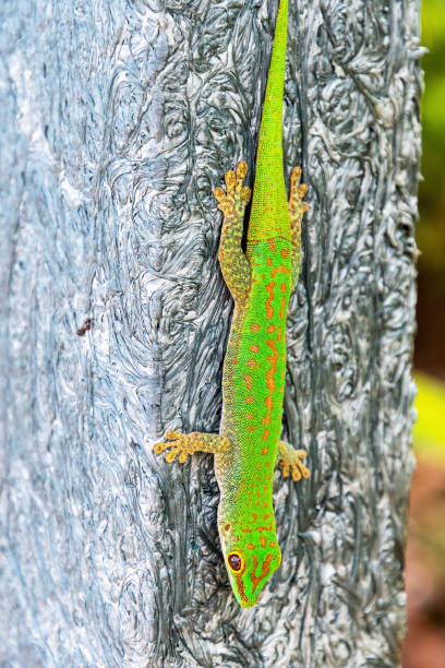 istock A bright green gecko clings to a textured pile with its claws 2165488819