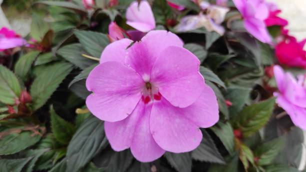 istock Impatiens walleriana 2165489119