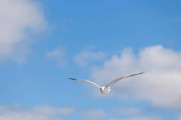 This image captures a white seagull in flight against a clear blue sky, its wings fully extended and gliding effortlessly. Perfect for themes of freedom and nature's beauty.