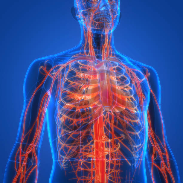 istock Human Circulatory System Heart Anatomy 2165489535