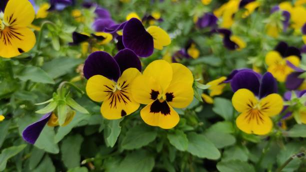 istock The garden pansy 2165489626