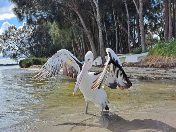 Pelican on the waters edge