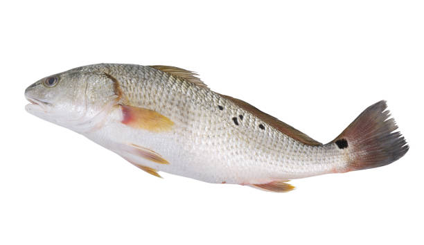 istock Red drum fish or redfish isolated on white 2165492343