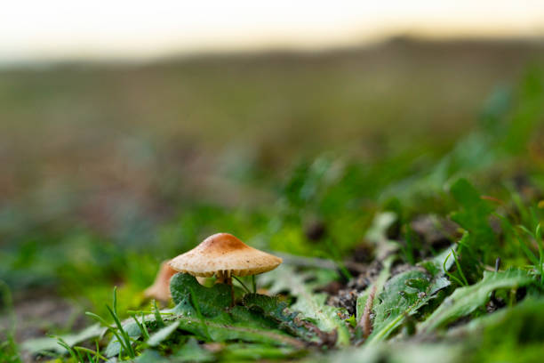 Wild mushrooms (with hat) clustered next to each other, found in the Atlantic Forest, Brazil.