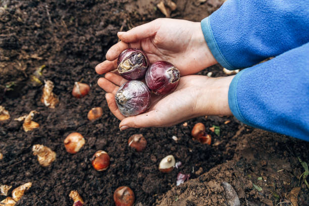 istock hands holding hyacinth bulbs before planting in the ground 2165493880