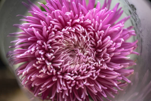 Aster flower in clouds of smoke for background