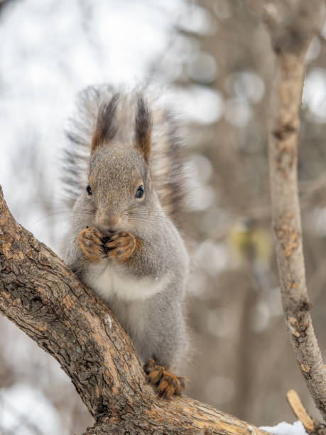 istock The squirrel with nut sits on tree in the winter or late autumn. 2165496287