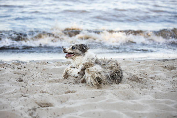 Wet Border Collie dog is rolling on beach sand during summer day.