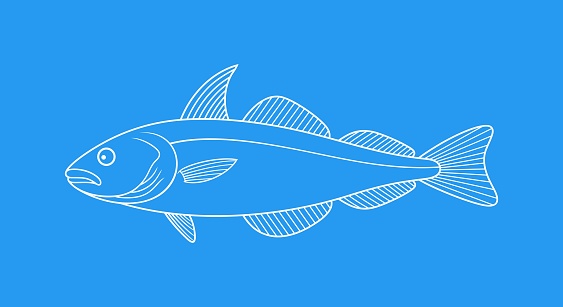 Haddock Background Haddock Outline Isolated Haddock On White Background Stock Illustration ...