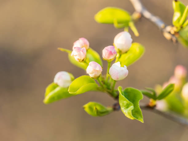 White blossoming apple trees. White apple tree flowers. Spring season, spring colors