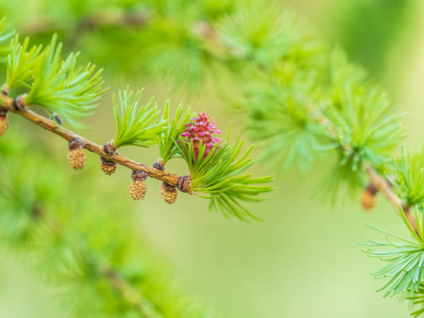 istock Larch tree fresh pink cones blossom at spring on nature background 2165497791