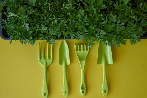 Garden on the window, green fresh greens