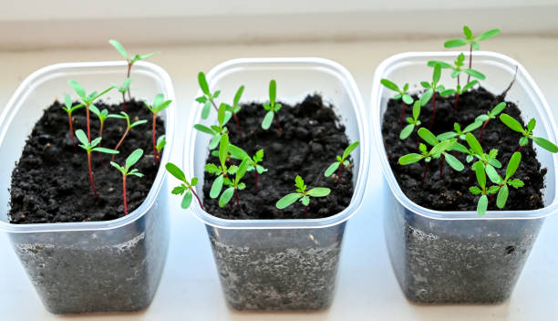 istock Garden on the window, green fresh greens 2165498619