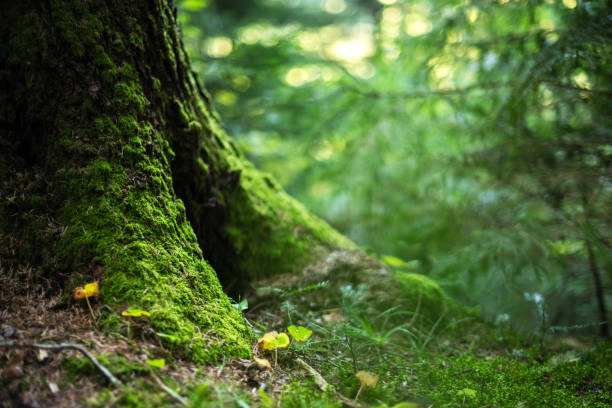 istock Green moss growing on the roots of a old tree trunk 2165499842