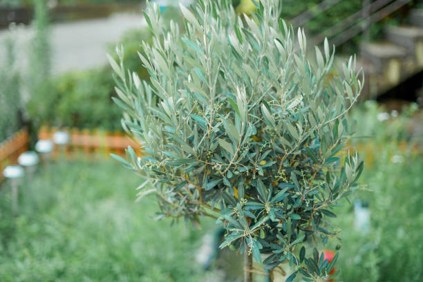istock Small olive tree in pot in home garden. Flowers. 2165501656