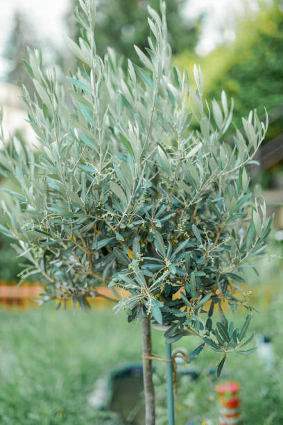 istock Small olive tree in pot in home garden. Flowers. 2165501660