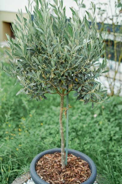 istock Small olive tree in pot in home garden. Flowers. 2165501711