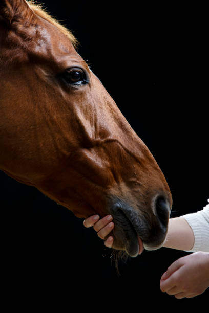 istock Hand stroking horse 2165503709