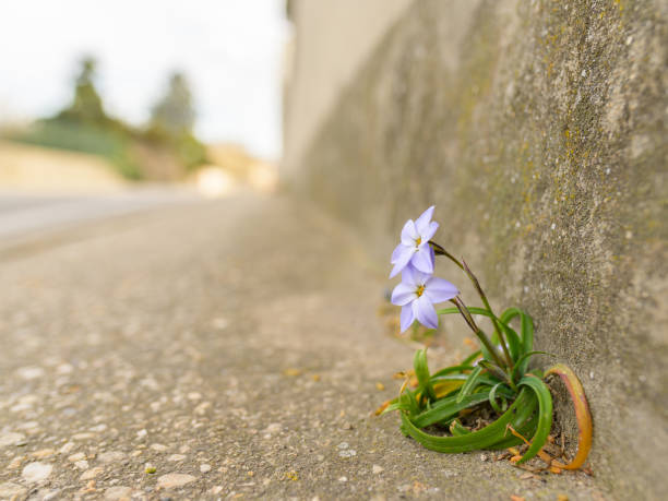 A small Spring Starflower (Ipheion uniflorum) growing on the street, springtime in Arles (France)