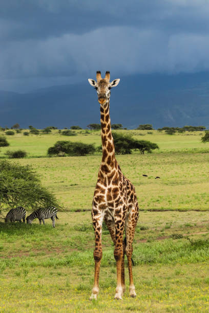 istock tall giraffe standing on green grass near zebras 2165508541