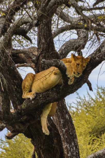 istock wild lioness on tree in natural environment 2165508590