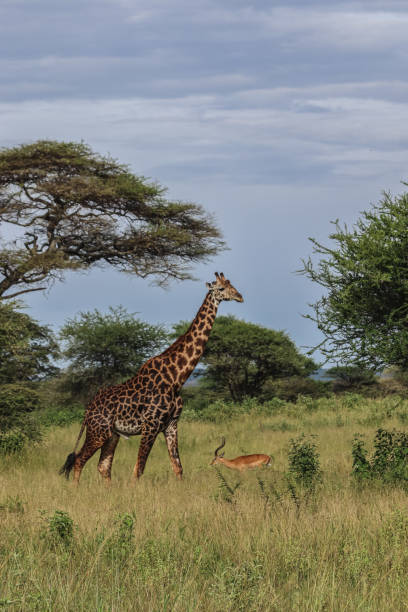 istock tall giraffe walking near antelope in savanna 2165508601