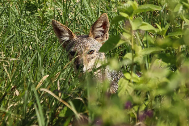 istock wild coyote looking at camera through green leaves 2165508612
