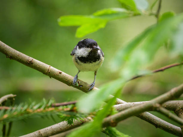 istock A Coal Tit looking for food in a tree 2165508825
