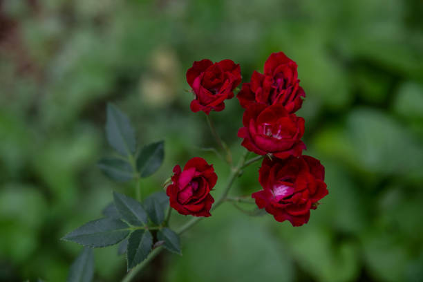 Captured in a flower show