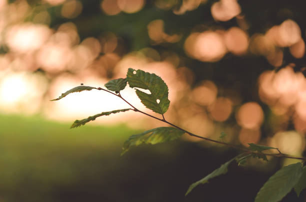 Green leaves on a twig