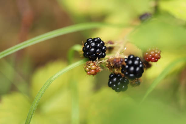 Blackberry bush in the garden