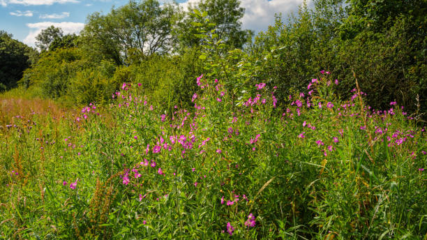 istock Hairy Willowherb Wildflowers in Plessey Woods Meadows 2165512027