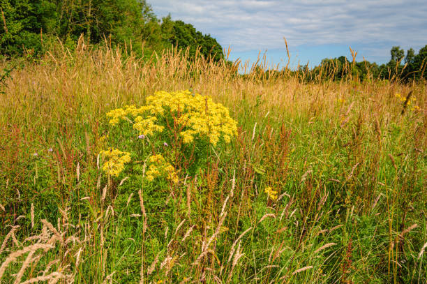 Ragwort Wildflowers in Plessey Woods Meadows