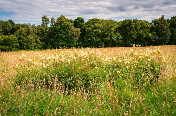 istock Meadowsweet Wildflowers in Plessey Woods Meadows 2165512093