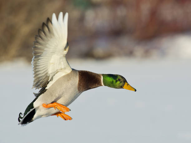 istock Landing Mallard with a brilliant greenhead 2165512490