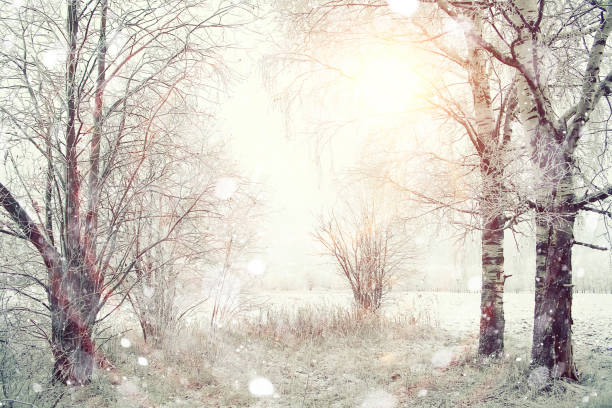 istock magical winter snow landscape trees snowfall 2165512515